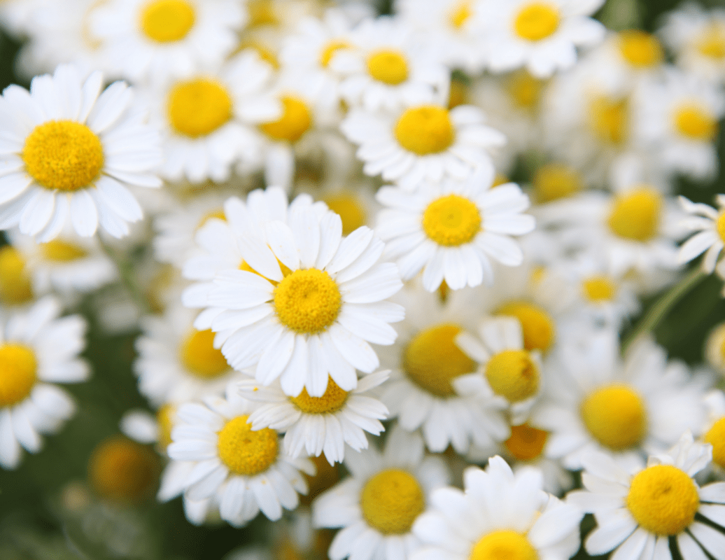 chamomile